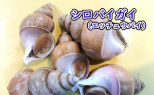 白バイ貝（エッチュウバイ）の基本と食べ方